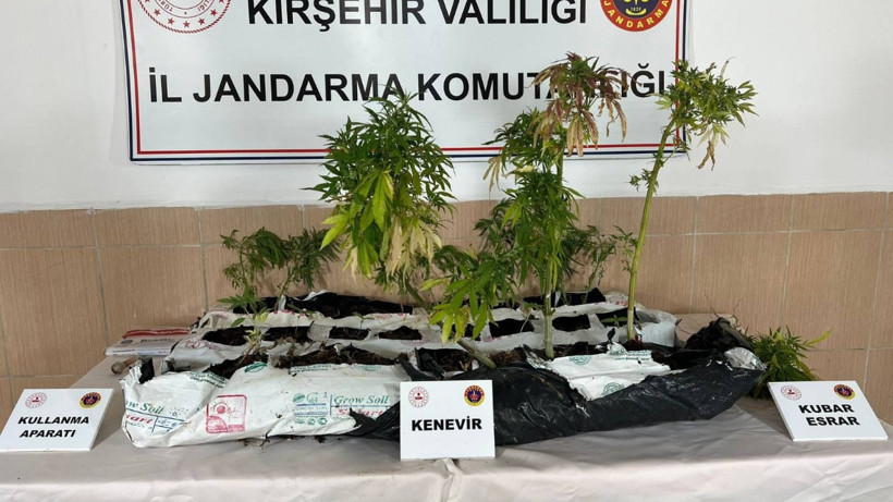 Kırşehir’de Jandarma Operasyonu: 40 Kök Kenevir ve Uyuşturucu Madde Ele Geçirildi