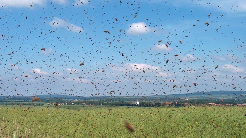 Çıldır Gölü’nde Büyük Kabus! Milyonlarcası Sardı… Gökyüzünde Hortum Gibi