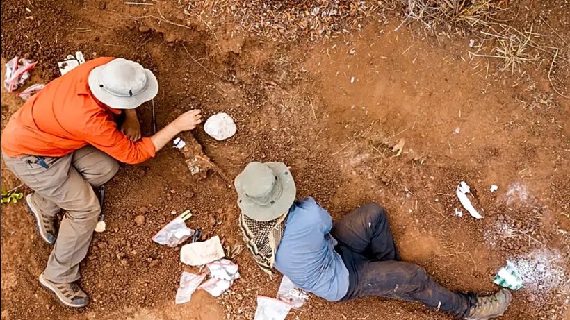 86 Milyon Yıllık Büyük Keşif! Türünün 8 Katı Ağırlıkta… Ejderha Prens Bilim Dünyasını Büyüledi