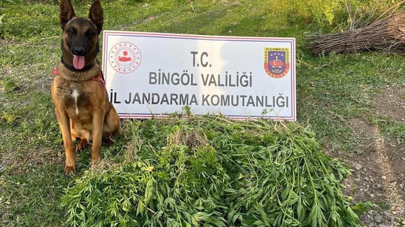 Bingöl'de 14 Bin 933 Kök Kenevir Ele Geçirildi