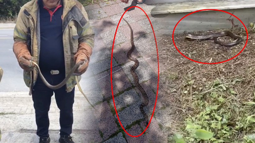 İstanbul'da Yılan Paniği! Her Yerden Çıkıyorlar: İşte En Riskli 7 İlçe...