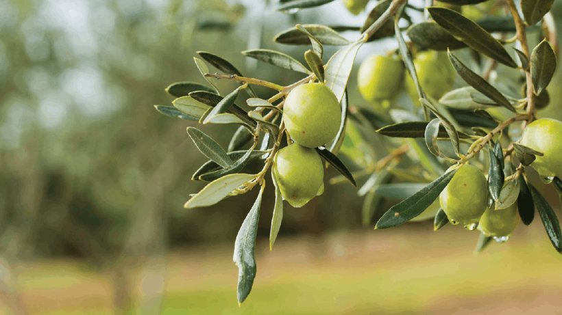 Tartışmalı Yasaya CHP'den Bir Tepki Daha: 'Bir An Önce Geri Çekilmeli'
