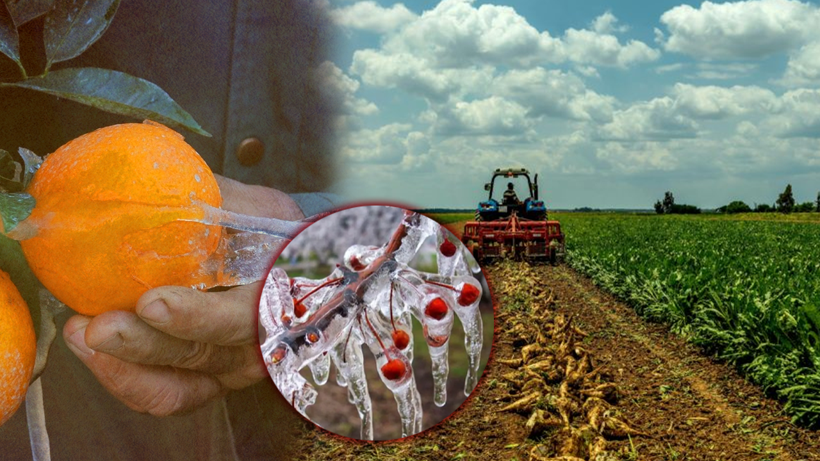 Zirai Dondan Sonra Çiftçiyi Bekleyen Yeni Felaket Kapıda! Her Ürünü Etkileyecek