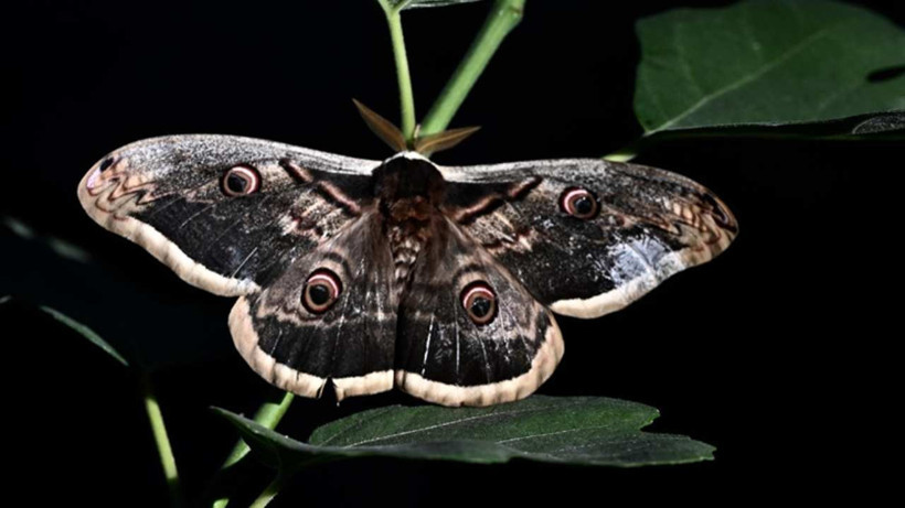 Kanat Açıklığı 15 cm: O Kelebek Düzce'de Bulundu
