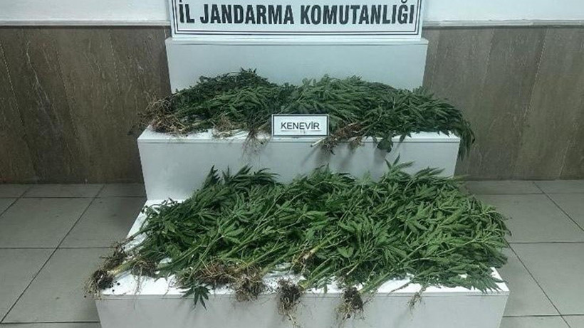 Gaziantep’te Jandarma Operasyonu: 403 Kök Kenevir Ele Geçirildi