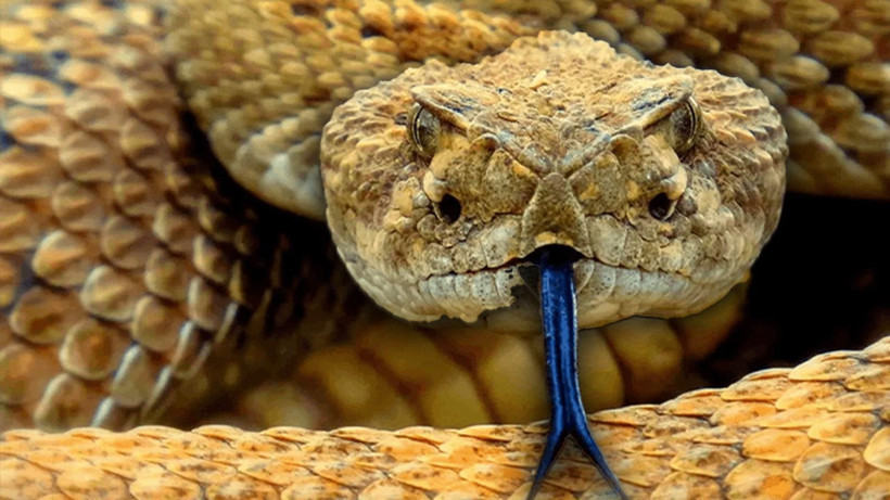 İstanbul'u Yılanlar Sardı! İşte En Çok Görülen 5 İlçe