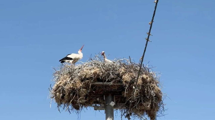 Yaren Leyleğin Yavruları Sağlık Kontrolünden Geçirilerek Halkalandı