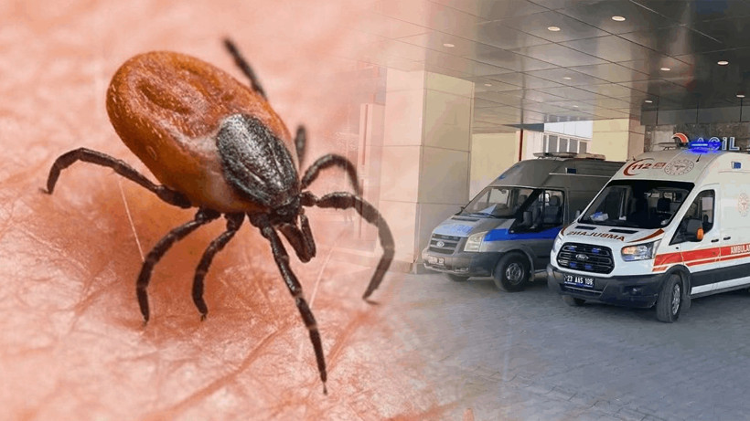 Keneler Nereden Geliyor? Uzman İsim Açıkladı, 'Yumurta Sayıları Binlerce...'