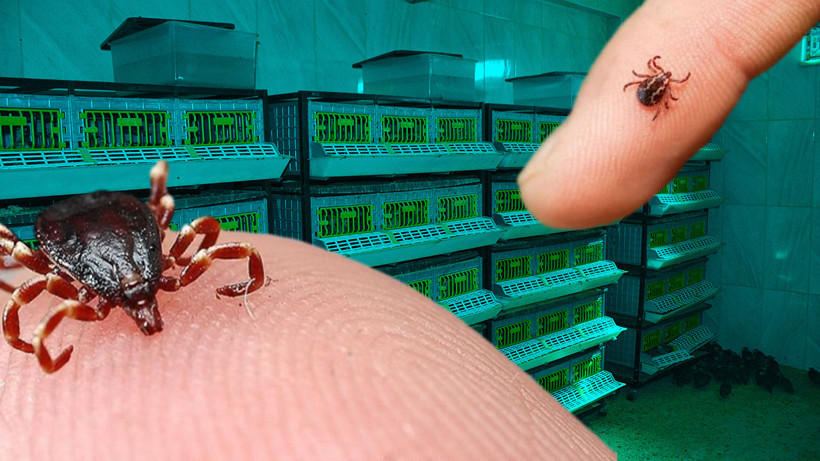 Kene Kabusuna Karşı Savaş Başladı: Binlercesi Doğaya Salınıyor