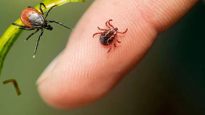 Kene Tehlikesine Karşı Giyimde 7 Kural: İşte En Etkili Savunma Yöntemleri