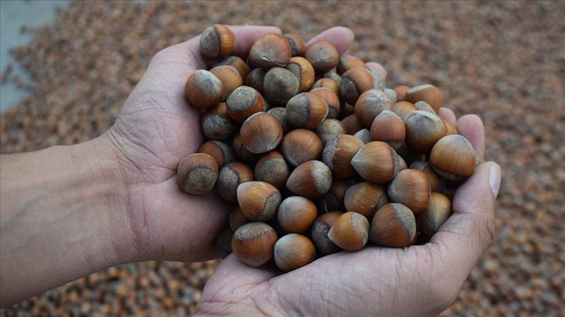 Türkiye'nin Fındık İhracatının Yüzde 33'ü Trabzon'dan Yapıldı