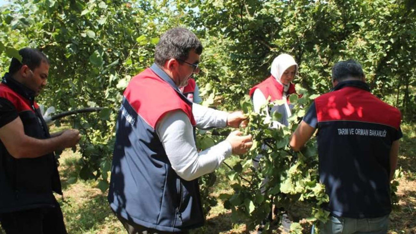 Düzce'de Fındık Rekolte Tespiti Sürüyor