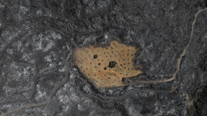 Ödemiş Yangınında Mucize! Köyler Kül Oldu, O Bahçe Sapasağlam Kaldı: Emeğimin Karşılığını Aldım