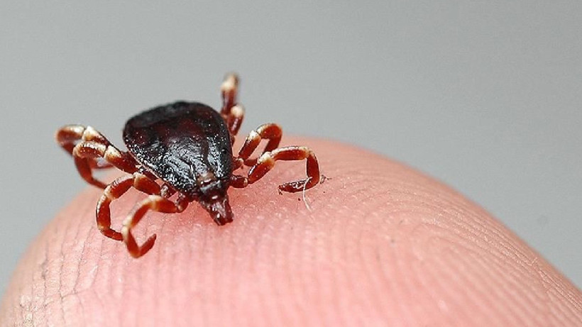 Uzmanlar Uyardı: Keneler Bu Kokuyu Aldığı An Arkasına Bakmadan Kaçıyor! Etkisi Şaşırtıyor