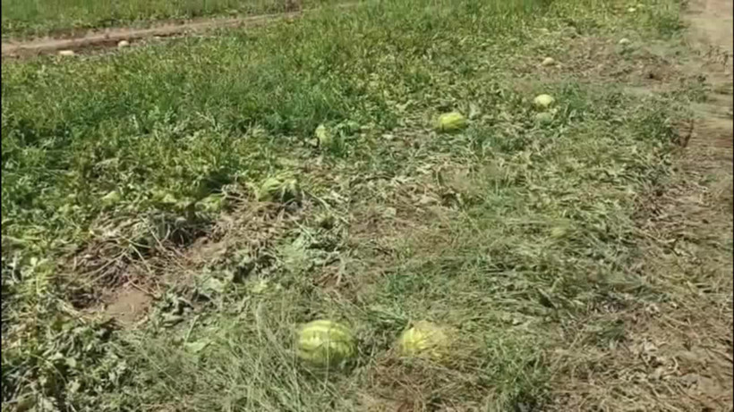 Fiyatlar Düştü Hasat Başlamadan Ürünler Tarlada Kaldı!