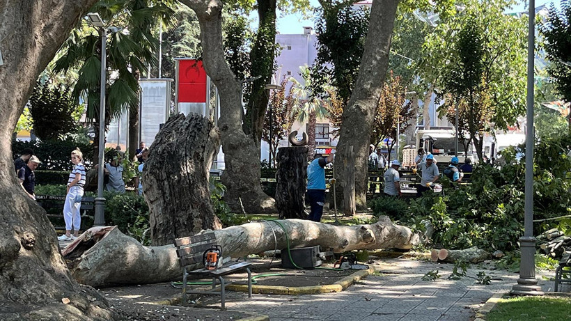 Kocaeli'de Üzerlerine Dal Düşen 3 Kişi Yaralandı