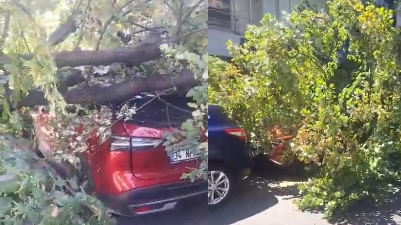 Park Halindeki Cipin Üzerine Ağaç Devrildi