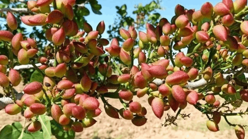 Antep Fıstığında Aflatoksin Tespit Ettiler, Hemen Geri Gönderdiler