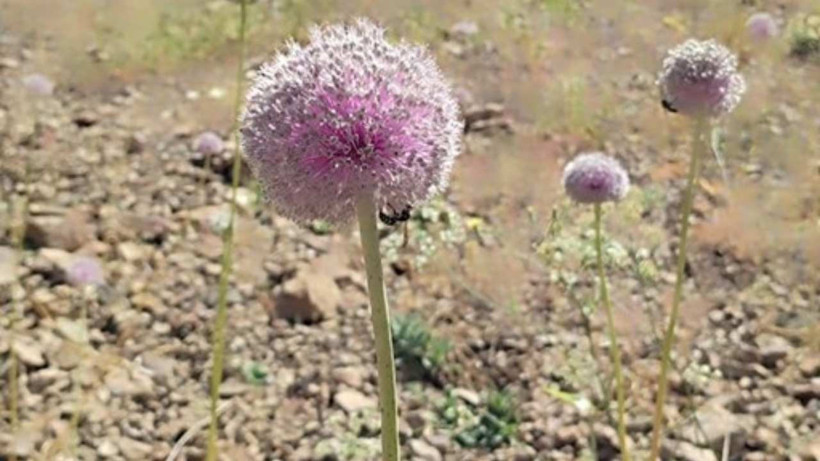 Tunceli'nin Tescilli Sarımsağı Yok Olma Tehditi Altında