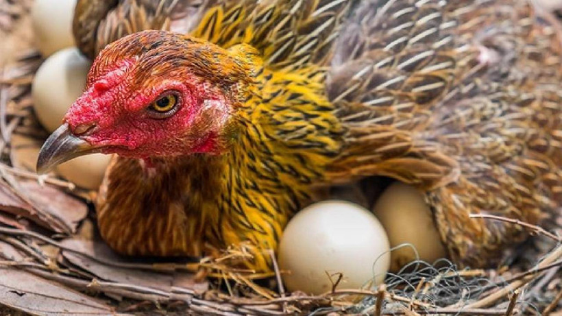 Gurk Tavuk Nedir? Gurk Olmak ne Anlama Gelir?