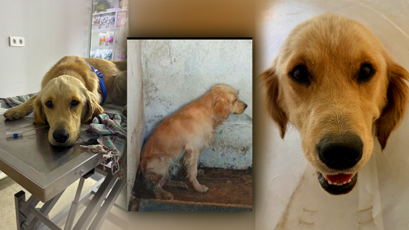 Denize Girdiği İçin Şikayet Edilmişti! Ares’ten Kahreden Haber