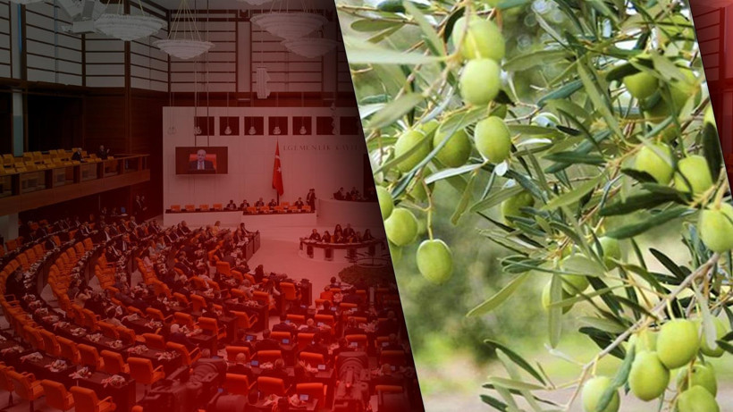 Zeytinliklerin Kaderi Meclis’te Çiziliyor! Tepki Çeken Karar İçin İlk Adım