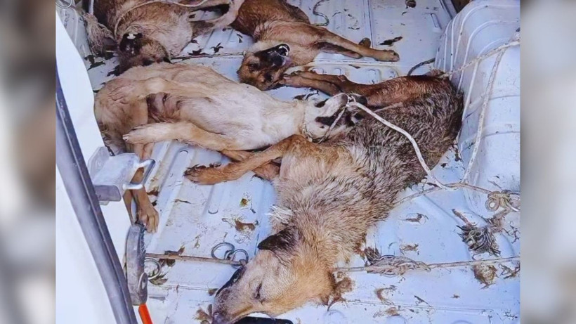 Bir Katliam Haberi de Dikili'den! Sıcak ve Havasız Araçta Tutulan Köpekler Öldü