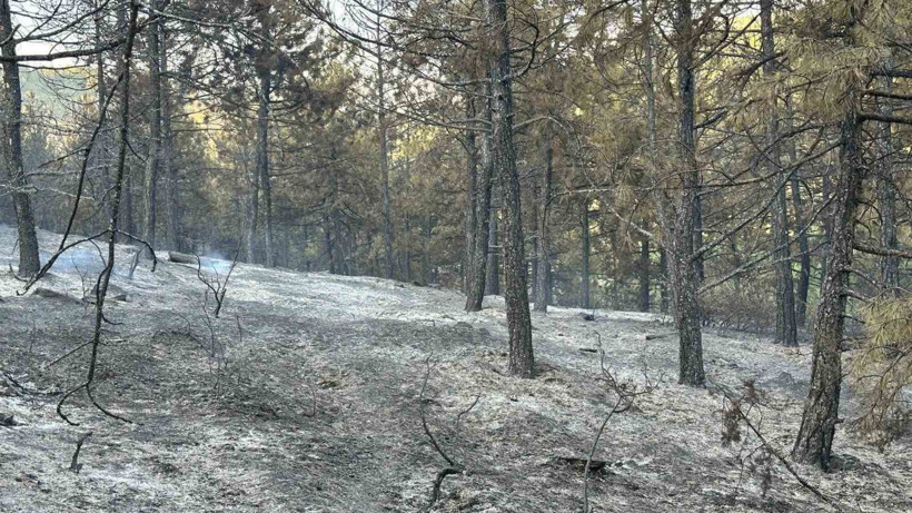 Dün Başlamıştı! Uşak'taki Orman Yangını Söndürüldü