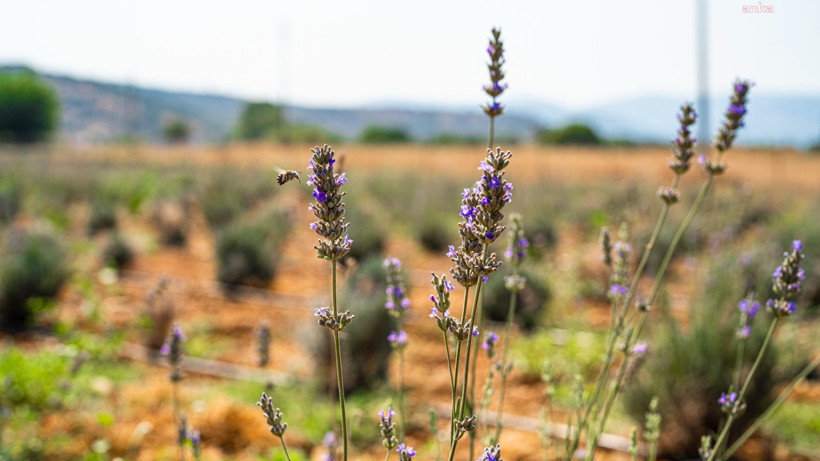 Milas’ta Lavanta Zamanı! Mor Tarlalarda Hasat Başladı