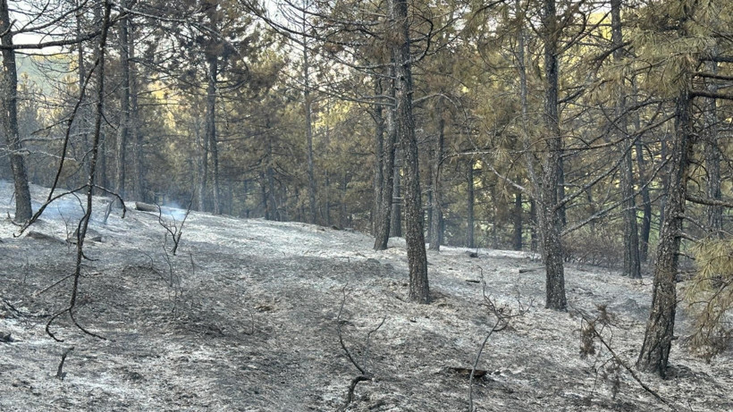 Uşak’taki Orman Yangını Kontrol Altında