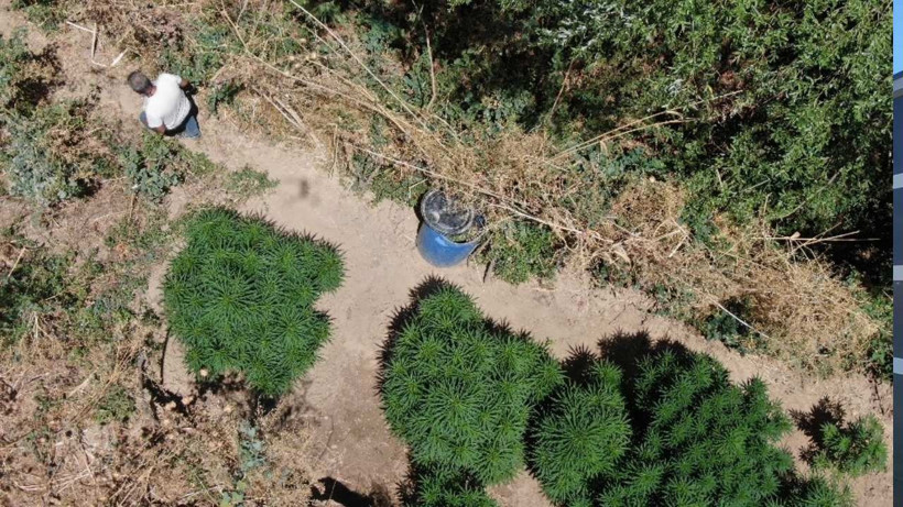 Manisa'da Jandarmadan Büyük Uyuşturucu Operasyonu