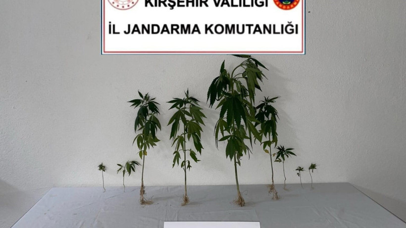 Kırşehir’de Dronla Tespit Edilen Kenevir Operasyonu