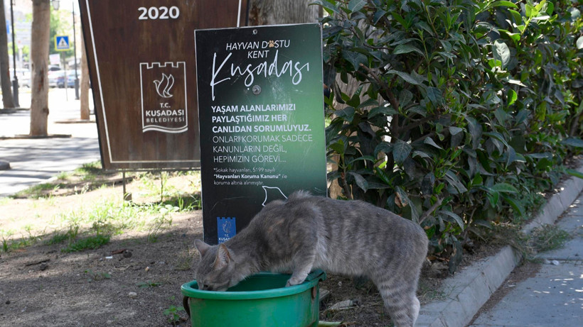 Kuşadası Belediyesi'nden Sokak Hayvanları İçin Çağrı: 'Bir Kap Su Koyun'