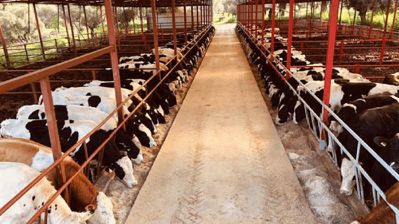 Besicilikte Durum Vahim... '20 Besici Varken Şimdi 1-2 Kişi Kaldı'