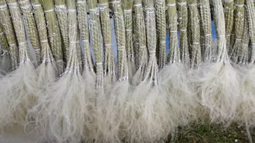 Sadece 1 Kez Aynı Yerden Hasat Edilebiliyor! 81 İle Gönderiyor, Paraya Para Demiyor