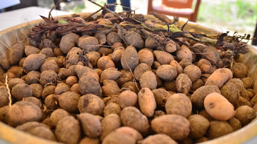 Anadolu’nun Servet Değerindeki Bitkisi: Toplaması Yasak, Kilosu 25 Bin TL’ye Kadar Çıkıyor
