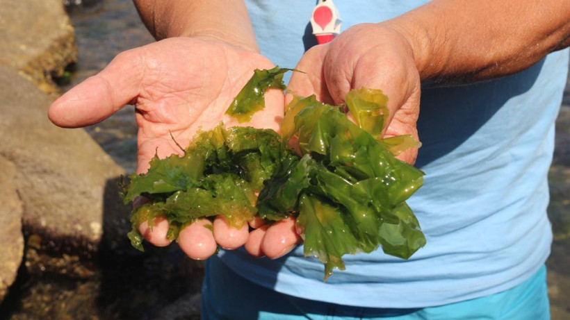 Sudaki Gizli Mucize: Taşların Arasından Çıkıyor, Japonlar Şifasını Burada Arıyor
