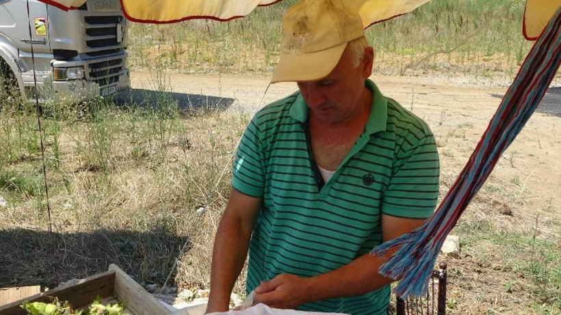 Taze Toplanıyor, Yol Kenarında Kuyruk Oluyor: Kilosu 200 TL'ye Dakikalar İçinde Satılıyor