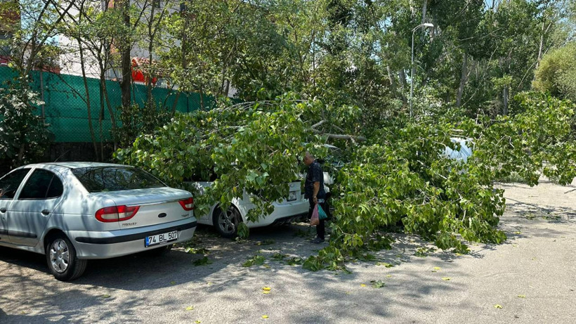 Çürüyen Ağaç Otomobillerin Üzerine Devrildi