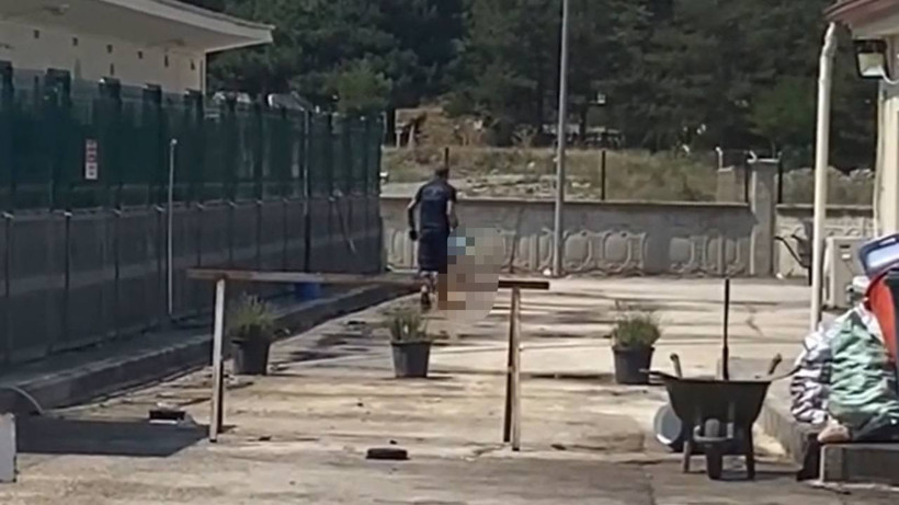 Kastamonu'da Belediye Barınağında Katliam! Tepki Gösteren Hayvanseverlere Saldırdılar