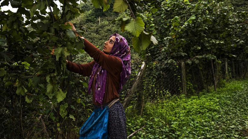 Fındıkta Kriz Derinleşiyor: Düşük Alım Fiyatı Üreticiyi Vurdu