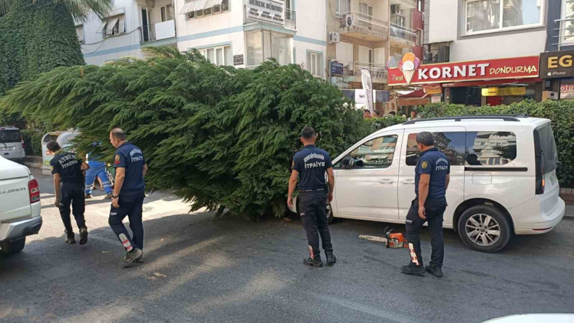 Aydın’da Korkutan Anlar! Ağaç Aracın Üstüne Devrildi