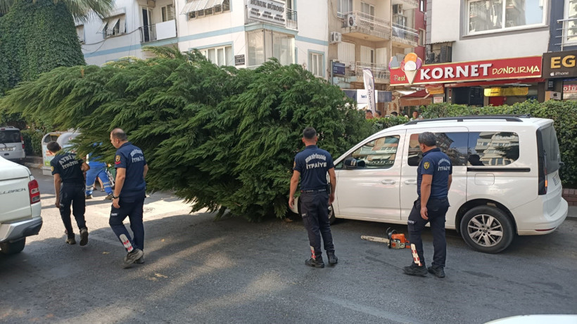 Aydın’da Kuruyan Ağaç Aracın Üzerine Devrildi