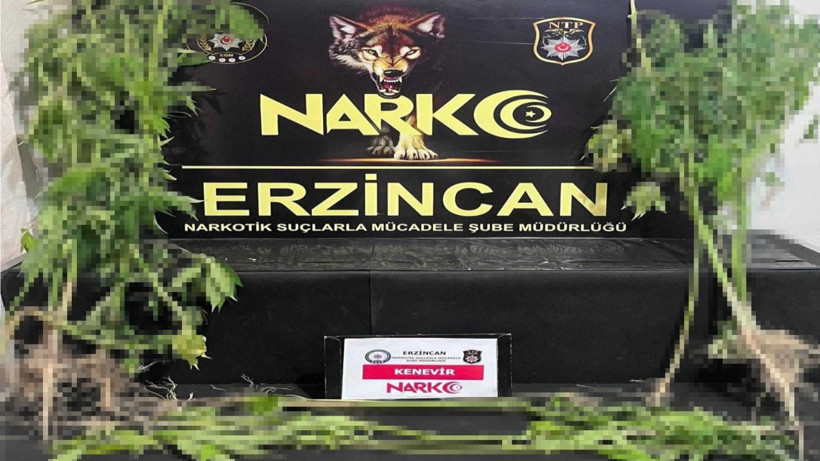 Erzincan’da Uyuşturucu Operasyonu: 15 Kök Kenevir Ele Geçirildi