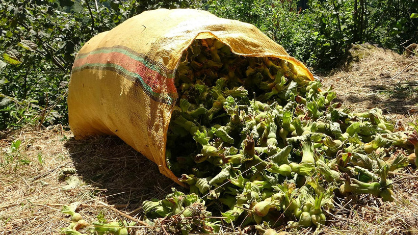 Giresun’da Fındık Hasadı Başladı