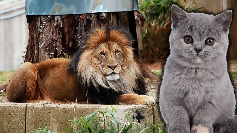 Hayvanat Bahçesinden Kan Donduran Çağrı! 'Evcil Hayvanlarınızı Bağışlayın, Yırtıcılara Yedirelim'
