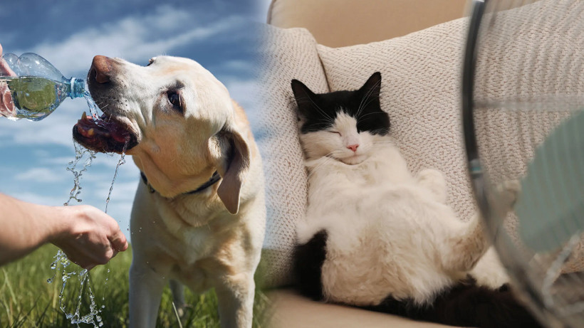 Sıcak Havalara Dikkat! İşte Hayvan Dostlarımız İçin Yaz Rehberi...