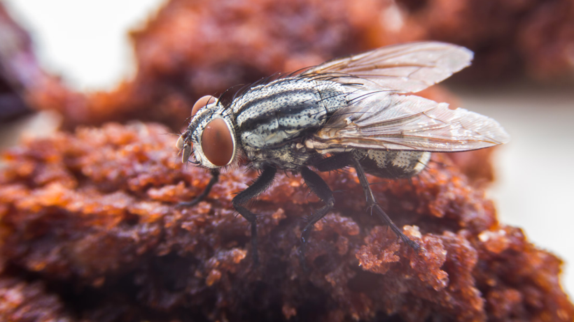 Sineğin Konduğu Yiyecek Tüketilir mi? Uzmanlardan Hayati Uyarı