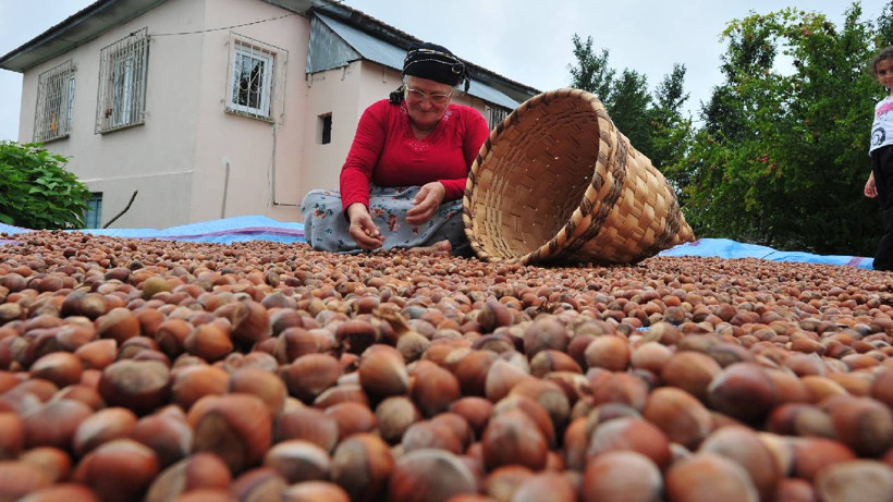 TMO FINDIK FİYATLARI 2025: Fındık Alım Fiyatları Belli Oldu! İşte Giresun, Levant, Sivri Kalite Fındık Fiyatları...