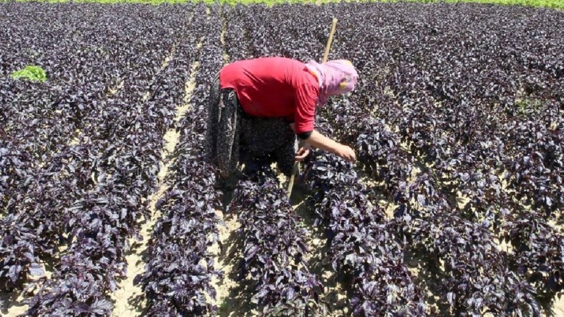 Mor Altında Hasat Başladı! En İyisi O İlçede: Yılda 4 Kez Hasat Edilip 1500 Liradan Satılıyor, Yurt Dışından Talep Yağıyor